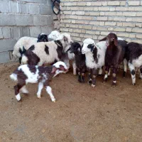 میش وبره|حیوانات مزرعه|کرمانشاه, |دیوار