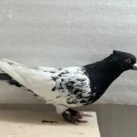 کفتر رنگی|پرنده|مرودشت, بیست متری بیمارستان|دیوار