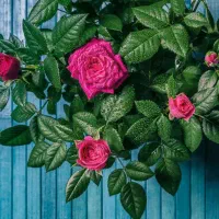 سرایداری و باغبانی