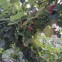 آب غوره|خوردنی و آشامیدنی|رشت, لاکان شهر|دیوار