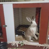 خرگوش باقفس|موش و خرگوش|الوند, |دیوار