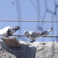 کبوتر پرشی ساعت پر|پرنده|کرمان, |دیوار