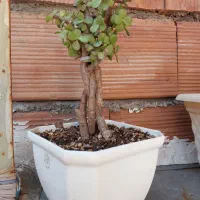 بنسای کراسولا
