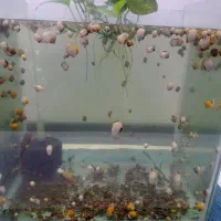 حلزون|ماهی|گرگان, |دیوار