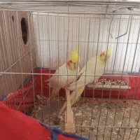 عروس پاریس جفت|پرنده|سوسنگرد, |دیوار