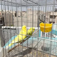 یک جفت مرغ عشق انگلیسی گرید B