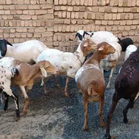 میش وبره|حیوانات مزرعه|بروجرد, |دیوار