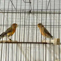 ماده سوخته سرخ