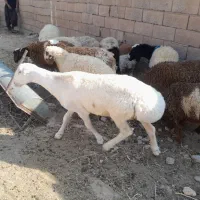 بره چینی
