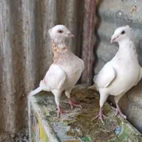 کفتر جفتگاه رنگه و المانی و هفترنگ|پرنده|مشهد, سرافرازان|دیوار