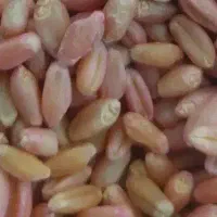 چمران ۲ گندم|عمده‌فروشی|باوی, |دیوار