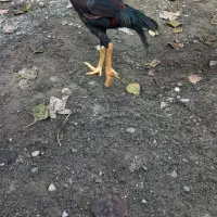 لاری، قیمت برای ۳تاست|حیوانات مزرعه|لوندویل, |دیوار