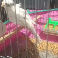 قناری فر|پرنده|بندر انزلی, بشمن|دیوار