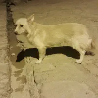 واگذاری سگ پامر روباهی معاوضه با پرنده یا چیزی دیگ