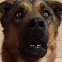 سگ نگهبان