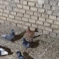 سوسنگردروستای مرعی|پرنده|سوسنگرد, |دیوار