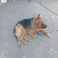 ژرمن