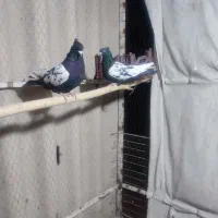 کفتر|پرنده|بروجرد, |دیوار
