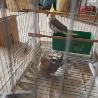 جفت عروس هلندی ۶ تخم