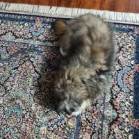 سگ شیتزو|سگ|بجنورد, |دیوار