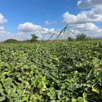 نهال توت فرنگی|خدمات باغبانی و درختکاری|دلند, |دیوار