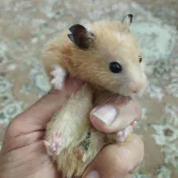 همستر|موش و خرگوش|تهران, دهقان|دیوار