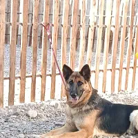 واگذاری سگ ژرمن شپرد|سگ|شاهرود, |دیوار