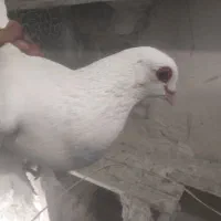 چشم‌قرمز|پرنده|صوفیان, |دیوار