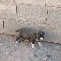 توله افغان اصیل|سگ|سربیشه, |دیوار