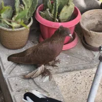 کبوتر سرخ راعبی عراقی ماده جوون|پرنده|جوین, |دیوار