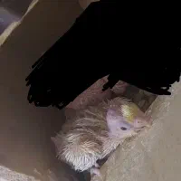 تخم نطفه دار عروس هلندی