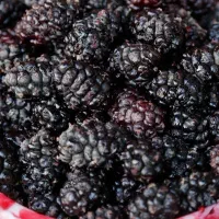 شاتوت  سه کیلو نیم