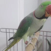 شاه طوطی نر|پرنده|قائم‌شهر, |دیوار