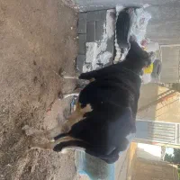 4راس گاو وگوساله