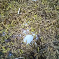 فروش دانه های روغنی برای کوکو،سویا،نخود پشمی|خوردنی و آشامیدنی|ماسال, |دیوار