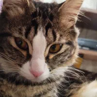 بچه گربه|گربه|هشتگرد, فاز ۱ مهستان|دیوار