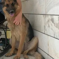 گمشده