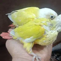 جوجه سرلاکی راهب خورشیدی کوتوله گرینچیک سانچیک|پرنده|تربتحیدریه, یحیی آباد|دیوار