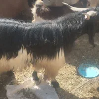 سابرین جوان و هیکلی دره شهر