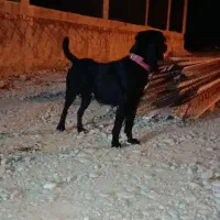 واگذاری ماد پژدر سه ساله