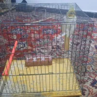 عروس هالندی|پرنده|کوهدشت, |دیوار