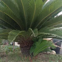 ۲عدد سیکاس سرسبز