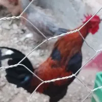 خروس محلی|حیوانات مزرعه|بندر گناوه, |دیوار