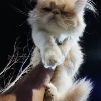 پرشین سوپرفلت