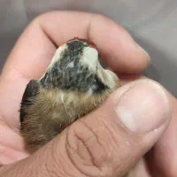 قناری ماده سهره قناری|پرنده|شیراز, شهرک مطهری|دیوار