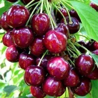 فروش بهترین نهال های پیوندی از یک تا پنج ساله|خدمات باغبانی و درختکاری|اصفهان, احمدآباد|دیوار