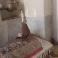 کبوتر خوب عالی هست سینه سورخ|پرنده|فسا, |دیوار