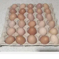 فروش تخم مرغ محلی در آوه