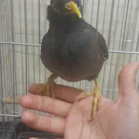 یک عدد مرغ مینا|پرنده|کرمانشاه, |دیوار