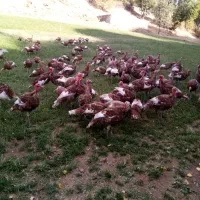 بوقلمون نر|حیوانات مزرعه|بانه, |دیوار